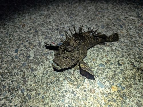 オニオコゼの釣果