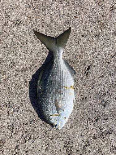 イスズミの釣果