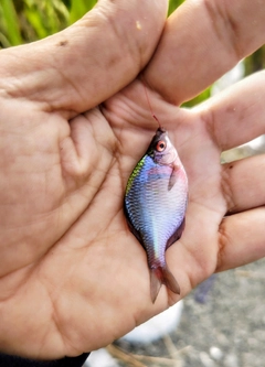 タイリクバラタナゴの釣果