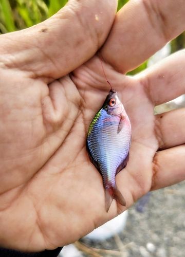 タイリクバラタナゴの釣果