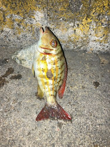 ハナフエフキの釣果