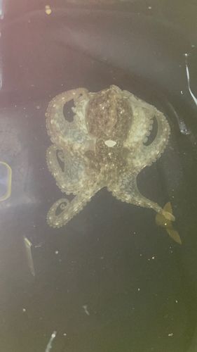イイダコの釣果