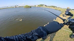 コロソマの釣果
