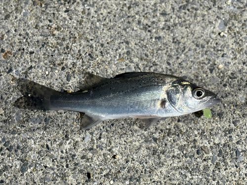 セイゴ（ヒラスズキ）の釣果