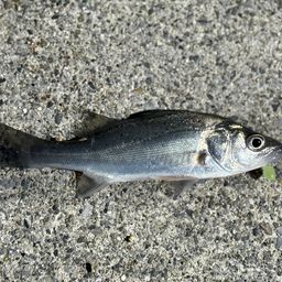 セイゴ（ヒラスズキ）