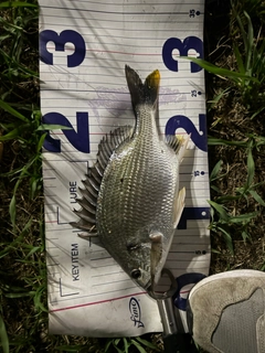 キビレの釣果