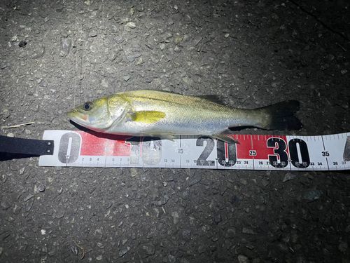セイゴ（ヒラスズキ）の釣果