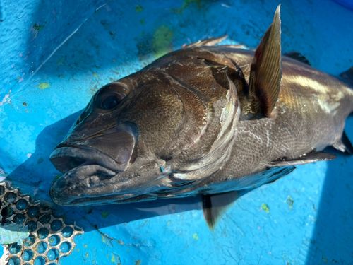 イシナギの釣果