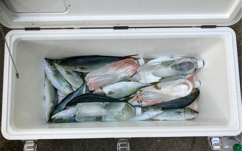 ツバスの釣果