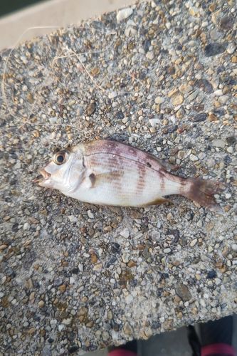 チャリコの釣果
