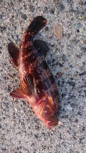 キジハタの釣果