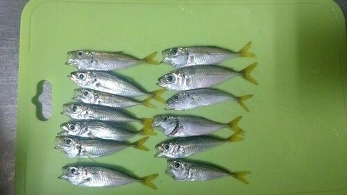 アジの釣果