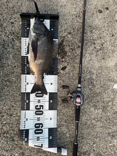 チヌの釣果