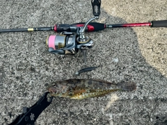 アナハゼの釣果