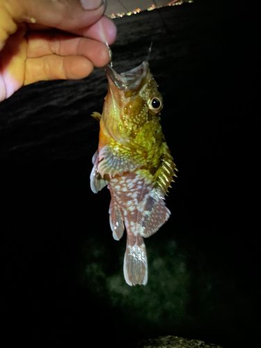ガシラの釣果