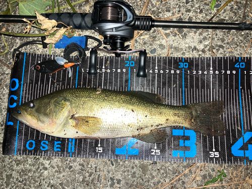 ブラックバスの釣果