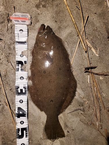 ヒラメの釣果