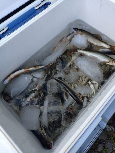 アユの釣果