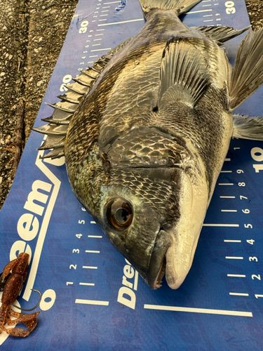 チヌの釣果