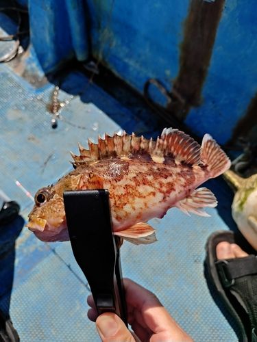 カサゴの釣果