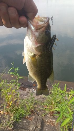 ラージマウスバスの釣果