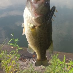 ラージマウスバス