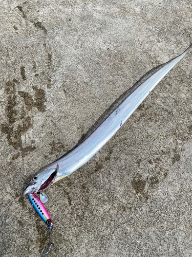 タチウオの釣果