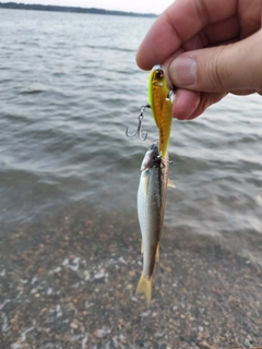 ウナギの釣果