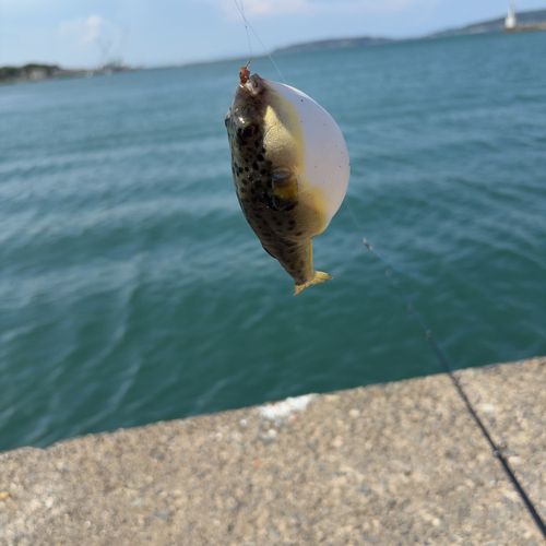 クサフグの釣果
