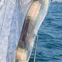 タチウオ