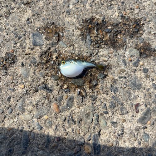 ツバクロエイの釣果
