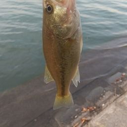 ラージマウスバス