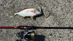 釣果