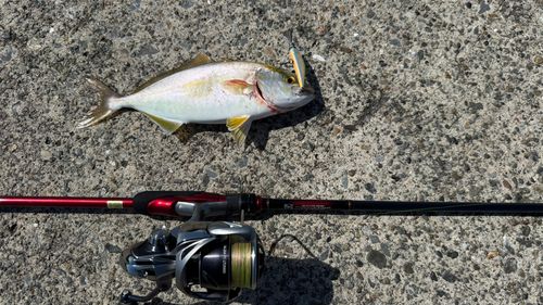 釣果