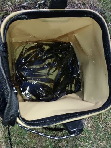 マハゼの釣果