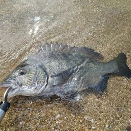 クロダイ