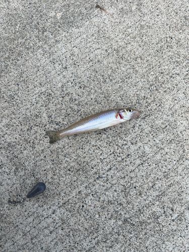 シロギスの釣果