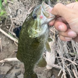 スモールマウスバス