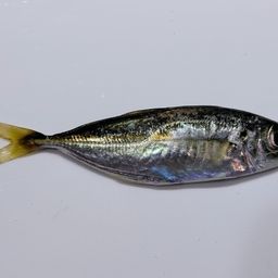 マアジ