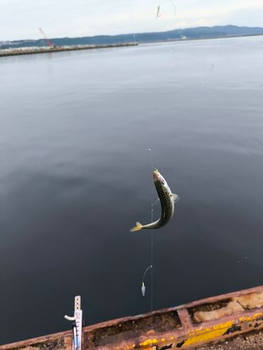 サバの釣果