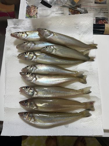 シロギスの釣果