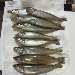 シロギス
