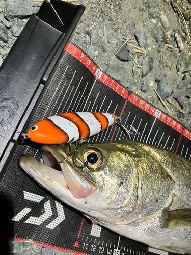 シーバスの釣果
