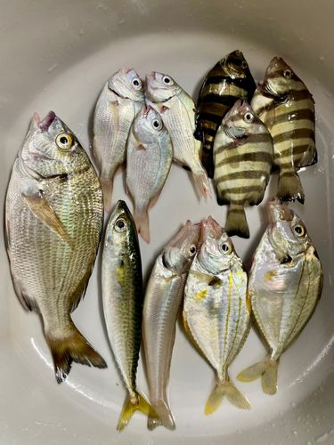 クロダイの釣果