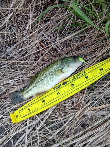 ブラックバスの釣果