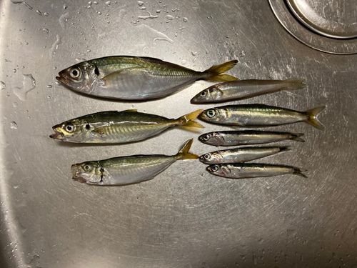 アジの釣果