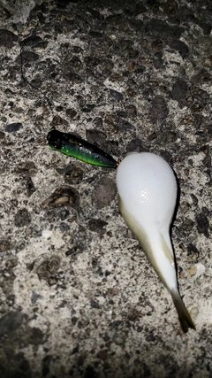 クサフグの釣果