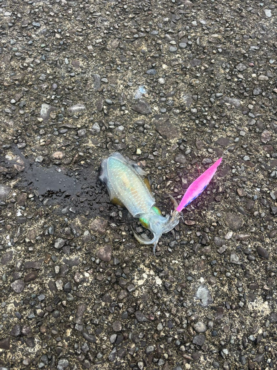 アオリイカ