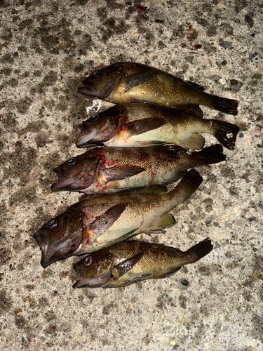 ガヤの釣果