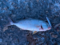 ネイリの釣果